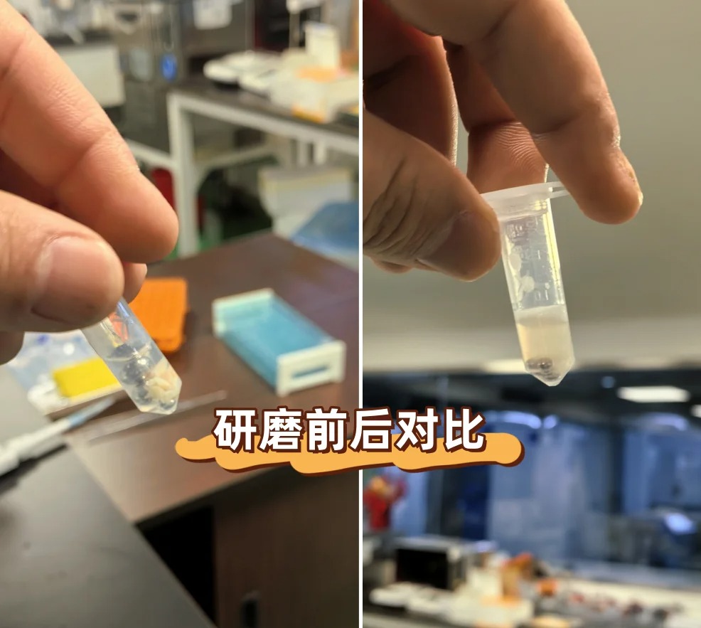 1745377018114795.jpg 人體腎臟組織研磨實驗效果圖