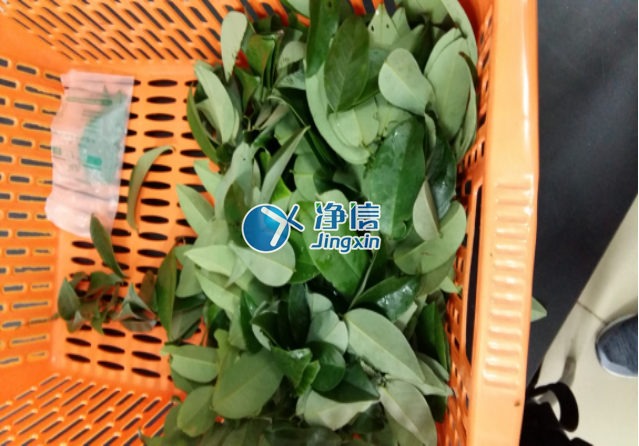 全自動(dòng)樣品研磨儀研磨降香黃檀樹葉、樹枝—上海凈信