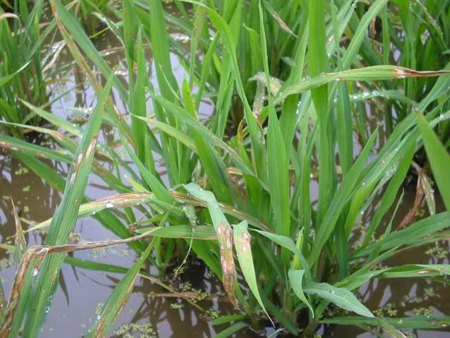 冷凍研磨設(shè)備能滿足水稻稻瘟病葉片的研磨需求嗎？